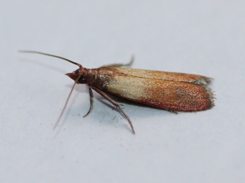 Chi ? - Plodia interpunctella, Pyralidae